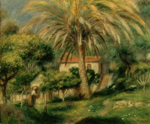 ヤシの木、1902